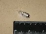 Лампа вспомогат. освещения H6W 12V 6W BAX9s OSRAM 64132 (фото 2)